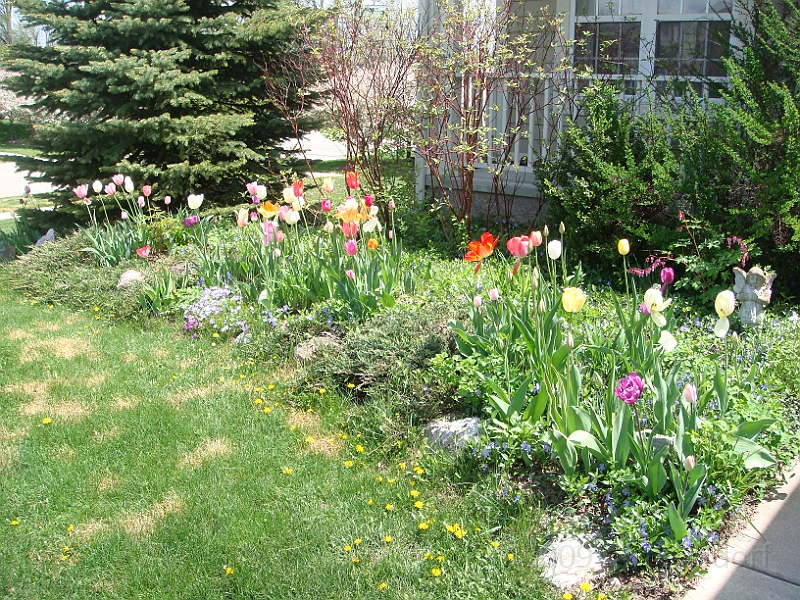 12 Nancy's Garden [2009 May 10].JPG - Nancy's Garden.